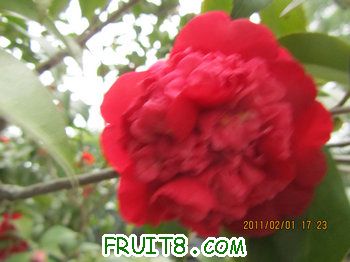 IMG_9812.JPG