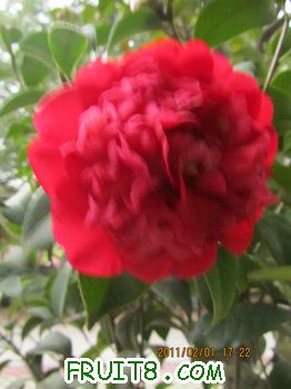 IMG_9806.JPG