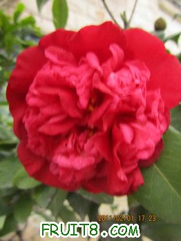 IMG_9809.JPG