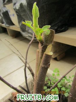 IMG_0008.JPG