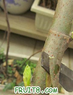 IMG_0012_.JPG