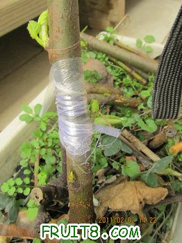 IMG_0021.JPG