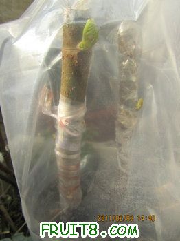 IMG_0233.JPG