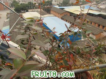 IMG_9950.JPG