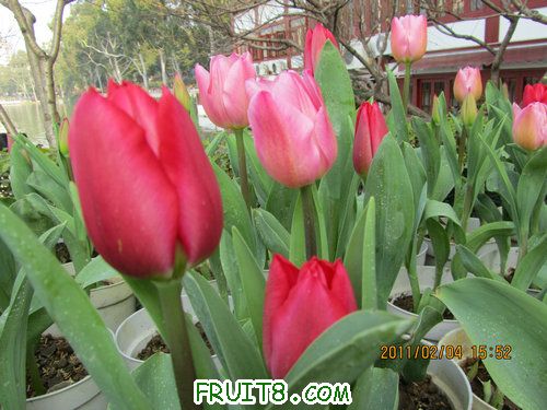 IMG_0708.JPG