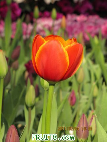 IMG_0515.JPG