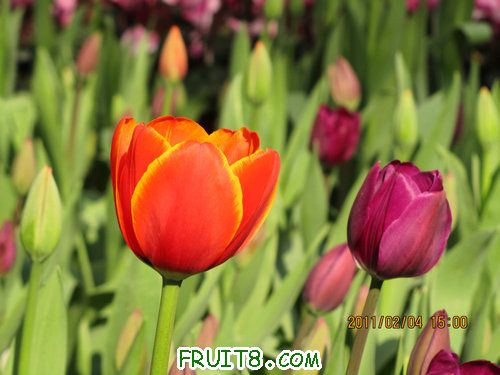 IMG_0516.JPG