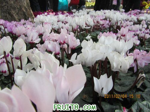 IMG_0568.JPG