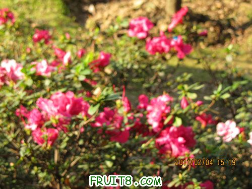 IMG_0605.JPG