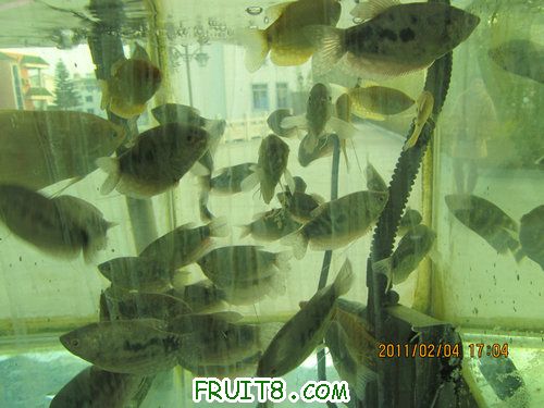 IMG_0896.JPG