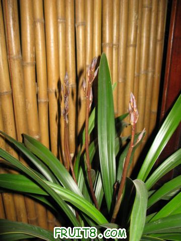 IMG_7063.JPG