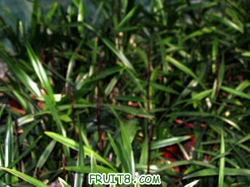 IMG_7169.JPG