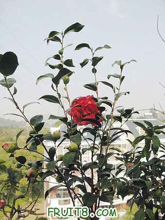 IMG_7346.JPG