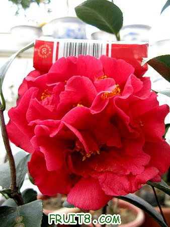 IMG_7353.JPG