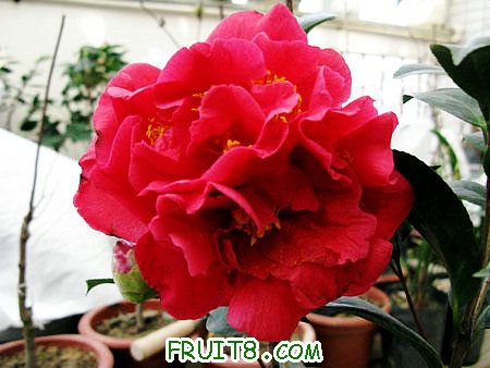 IMG_7364_1.JPG