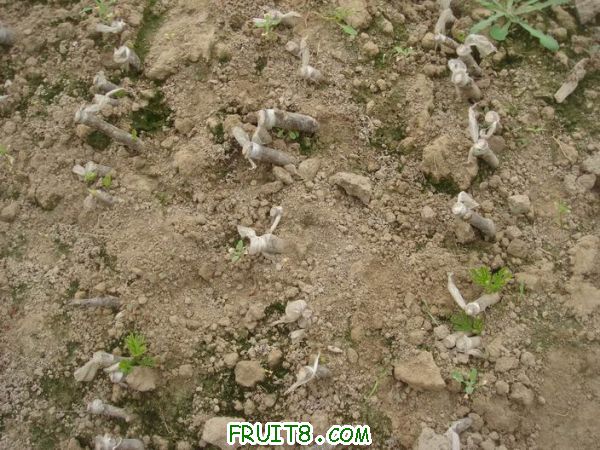 Resize of DSC05088.JPG