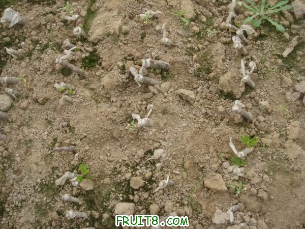 Resize of DSC05087.JPG