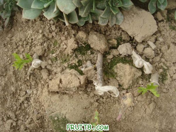 Resize of DSC05086.JPG