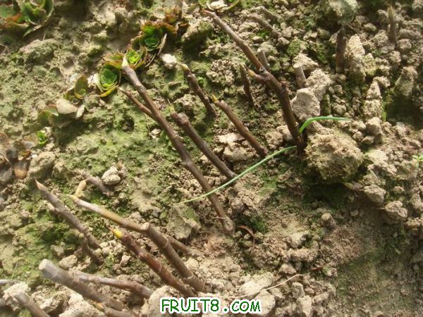 Resize of DSC05152.JPG