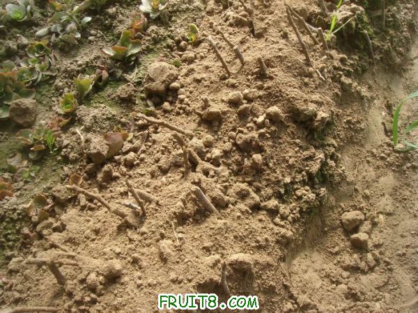 Resize of DSC05153.JPG