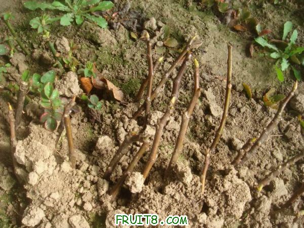 Resize of DSC05151.JPG