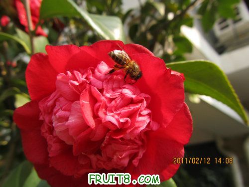 IMG_1142.JPG