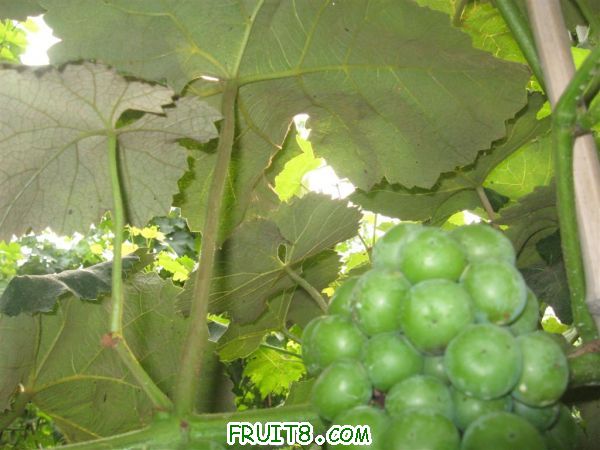 IMG_2574 ().JPG