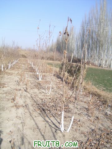 DSCI0543.JPG