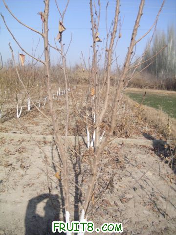 DSCI0546.JPG