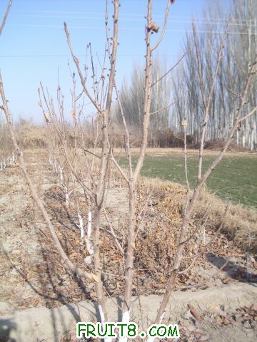 DSCI0547.JPG
