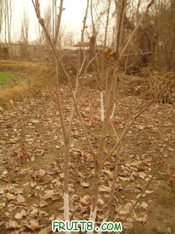DSCI0274.JPG