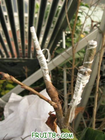 IMG_7984.JPG