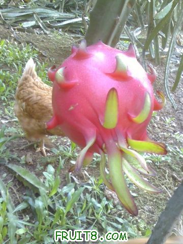 Ƭ 005.jpg