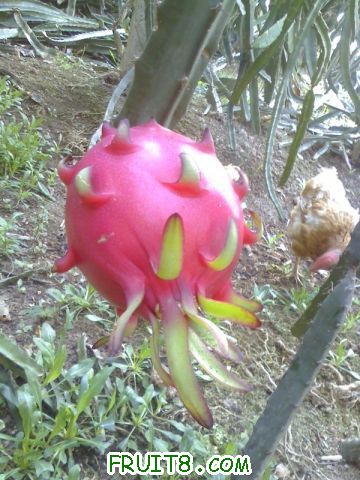 Ƭ 004.jpg