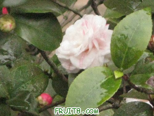IMG_8986.JPG
