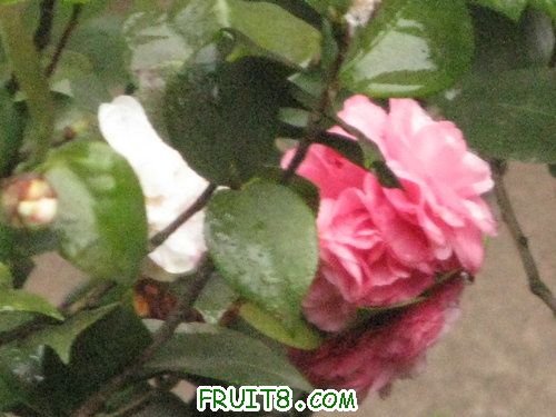 IMG_8984.JPG