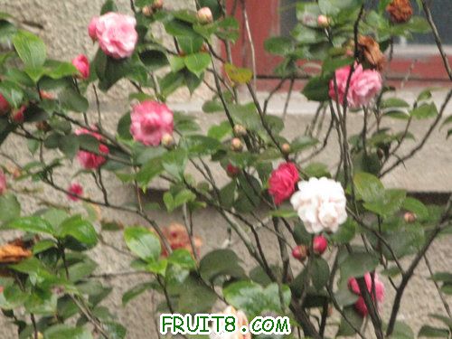 IMG_8981.JPG