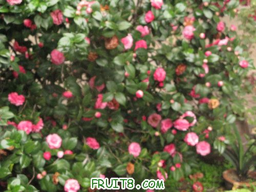 IMG_8988.JPG