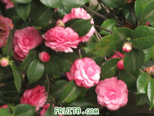 IMG_8989.JPG