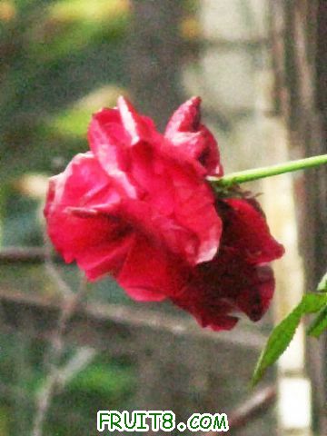 IMG_9035.JPG