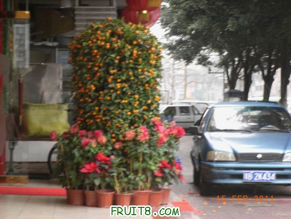 RIMG2851.JPG