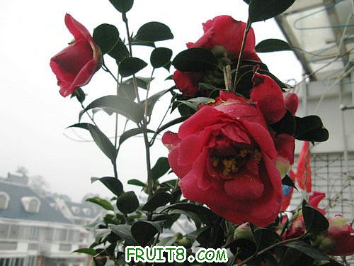 IMG_8814.JPG