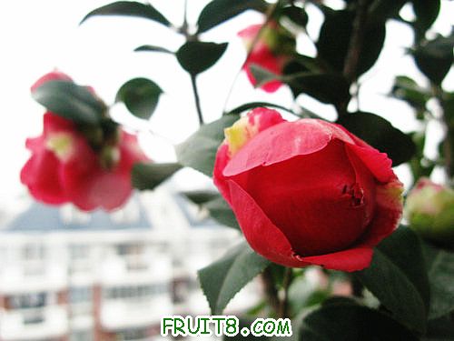 IMG_8809.JPG