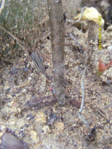 SI850537.JPG