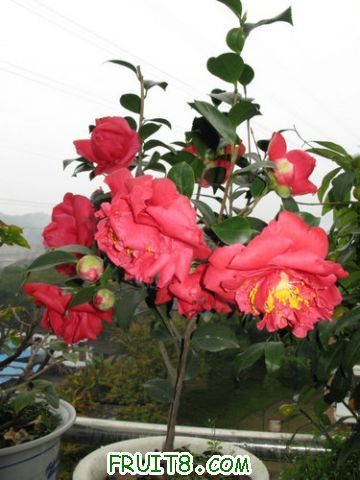IMG_9340.JPG