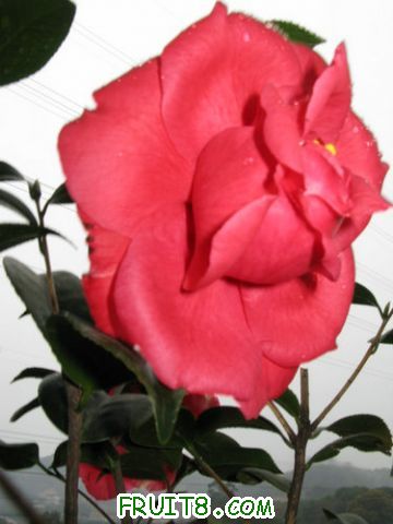 IMG_9361.JPG