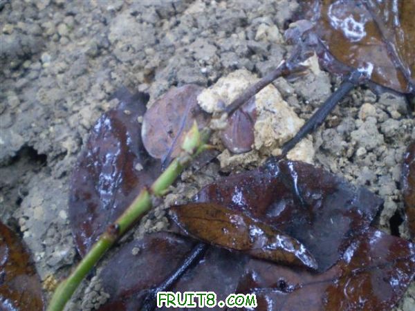 P2200004 (С��).JPG