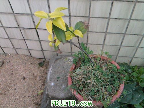 ��һ�á���ǰ������Ҷ�����һ������ơ�