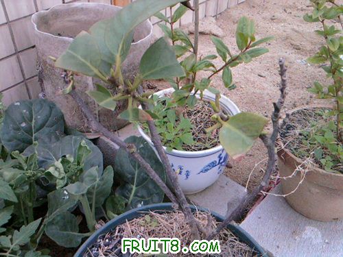 �ڶ��á����ڳ����ܶ���ѿ��