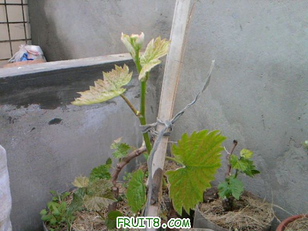 Ƭ0400.jpg
